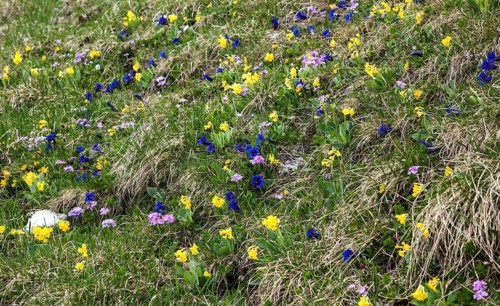 Meadow with auricula