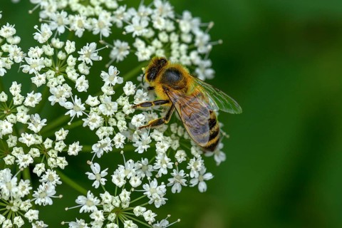 Honey bee