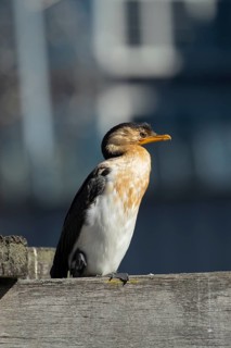 Little pied cormorant