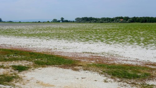 Dried-up salt puddle in late summer