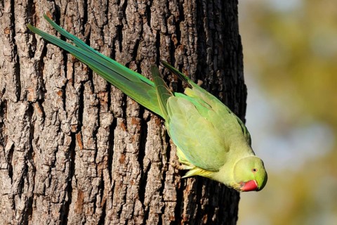 Rose-ringed parakeet