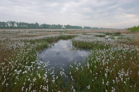 Hare's-tail cottongrass