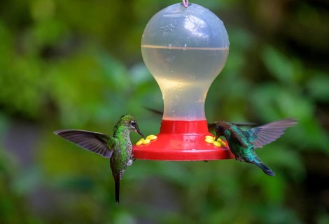 Green-crowned brilliant