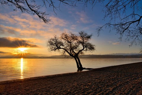 Blattloser Baum an einem Sandstrand am Murtensee