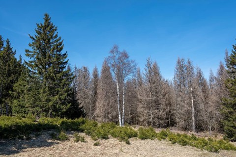 Tote Fichten vor blauem Himmel
