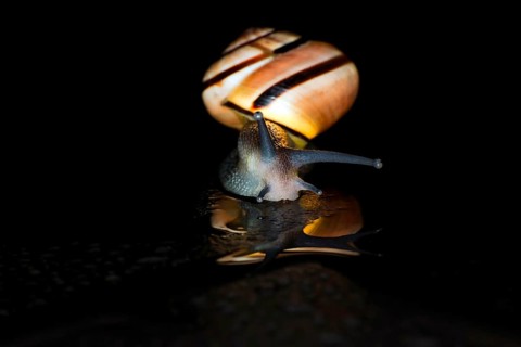 Hain-Baenderschnecke