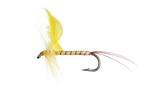 Fishing Fly isolated against a white background