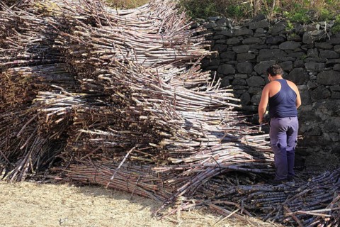 Cut sugar cane