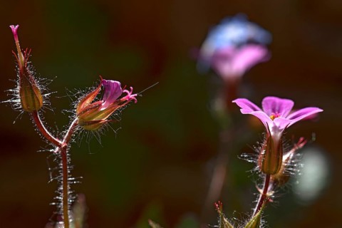 Flower of Ruprechtskraut