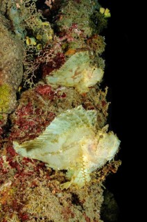 Pair of yellow leaf scorpionfish