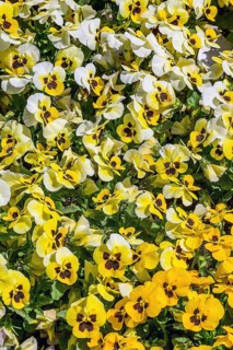Pansy