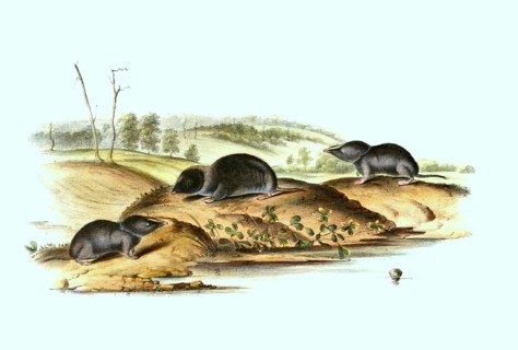 Southeastern shrew