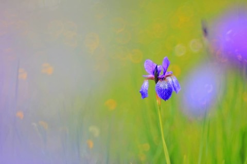 Siberian iris