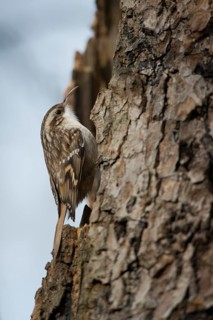 Short-toed treecreeper