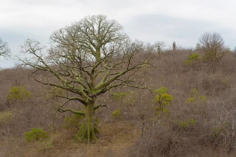 Ceiba-Baum