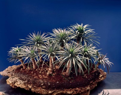 Bonsai