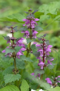 Purple deadnettle
