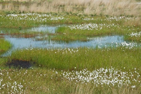 Narrow-leaved cotton grass