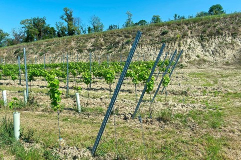 Typical small terrace for trellis cultivation of vines in the erosion-prone loess soil of the Kaiserstuhl area