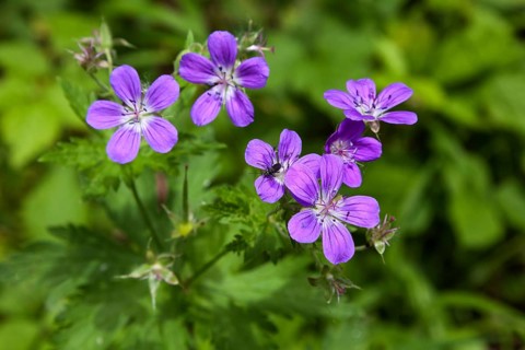 Wood cranesbill