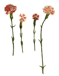 Caryophyllus anglicus