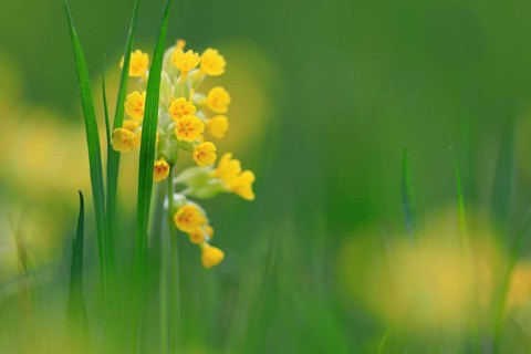Common cowslip