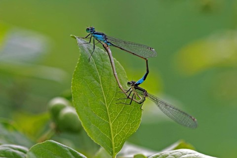 Blue-tailed damselfly