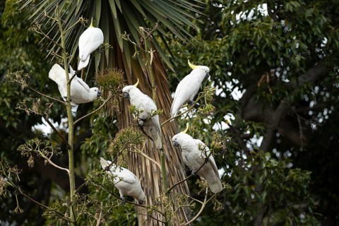 Sulphur-crested cockatoo