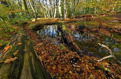 Rotbach in the autumnal Hiesfeld Forest