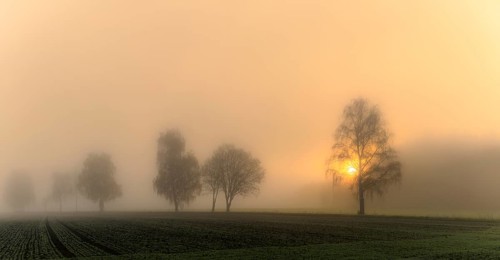 Baumreihe im Nebel bei Sonnenaufgang