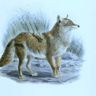 Coyote