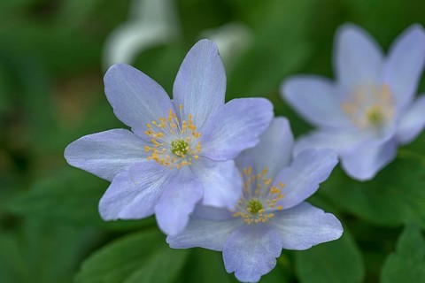 Blossoms of snowdrop anemone
