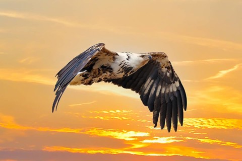 African fish eagle