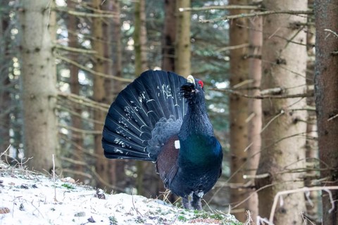 Western capercaillie