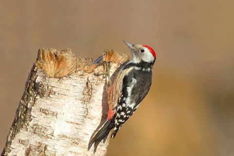 Middle spotted woodpecker