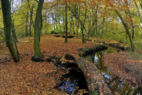 Meandering Rotbach in the autumnal Hiesfeld Forest