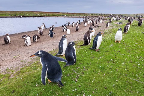Eselspinguin