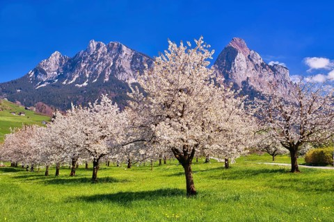 Obstplantage im Fruehling