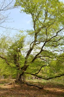 Knotty beech
