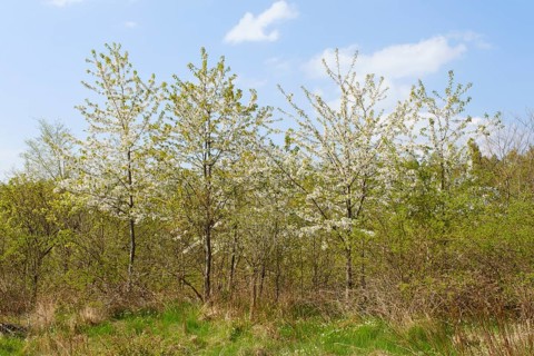 Flowering wild cherry