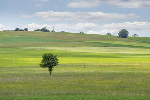 Nature reserve of Rotenbach meadows in High Black Forest. Friedenweiler