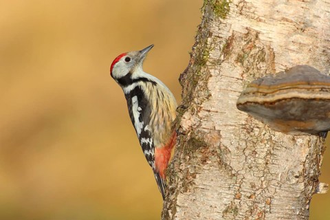 Middle spotted woodpecker