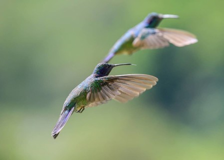 Mexican violetear