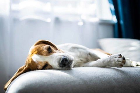 Adoult Male hound Beagle dog sleeping at home on the sofa. Cute dog portrait