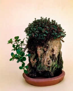 Bonsai