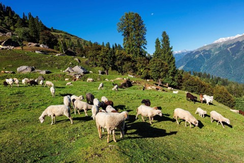 Flock of sheep in the Himalayas mountains