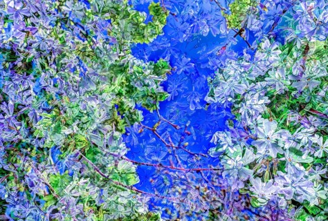 Flowers creative