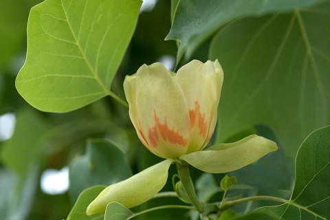 Flower from tulip tree