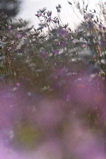 Blur experiment on a flowering meadow in summer