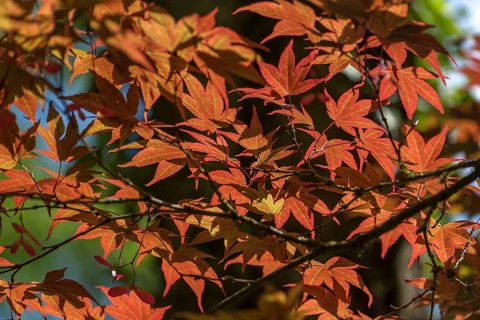 Glowing leaves of the smooth japanese maple